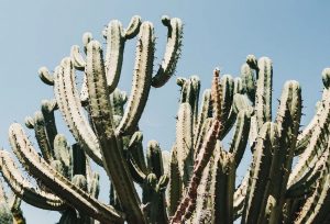 Autonoleggio Funchal