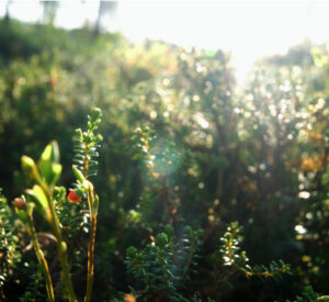 Noleggio auto low cost Aeroporto di Härjedalen Sveg