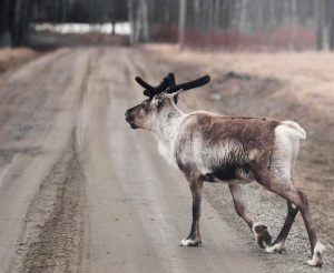 Autonoleggio Lycksele