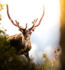 Autonoleggio Gällivare