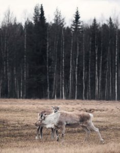 Noleggio auto Aeroporto di Lycksele