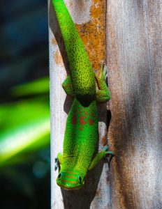 Autonoleggio Saint-Denis