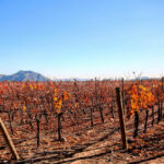 Noleggia un’auto e visita le migliori regioni vinicole del Cile