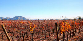 Noleggia un’auto e visita le migliori regioni vinicole del Cile