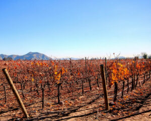 Le 5 migliori regioni vinicole da visitare in Cile